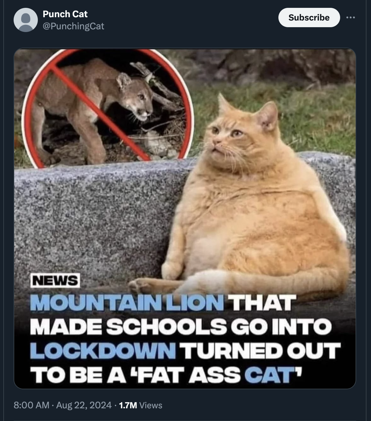 mountain lion fat cat - Punch Cat Subscribe News Mountain Lion That Made Schools Go Into Lockdown Turned Out To Be A 'Fat Ass Cat' 1.7M Views